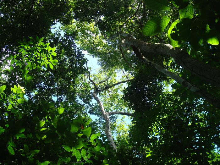 Tropical forest, Panama