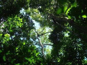 Tropical forest, Panama