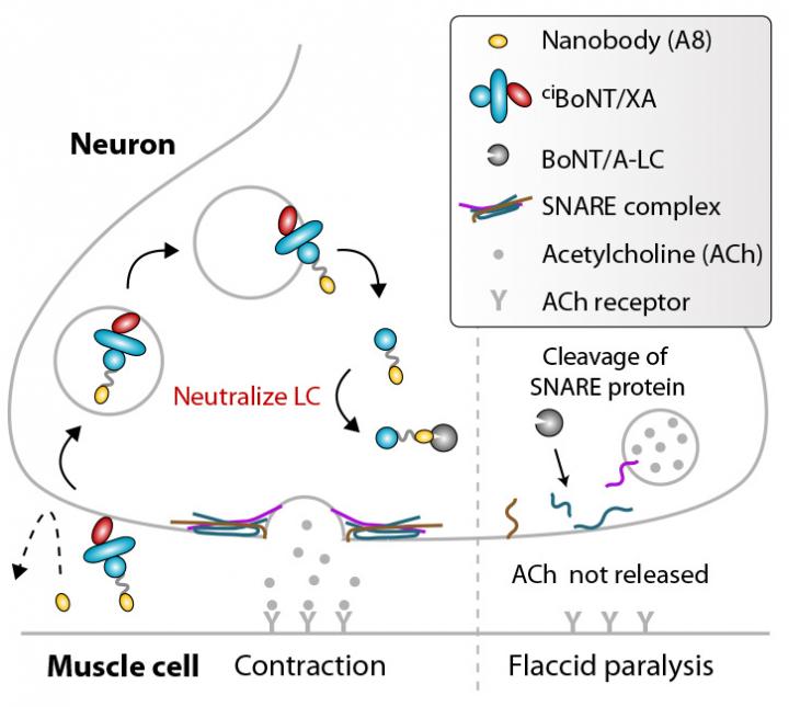 Toxin Chimeras Slip Therapeutics Into Neurons to Treat Botulism in Animals (1 of 1)