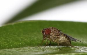 Fruit fly Drosophila mercatorum