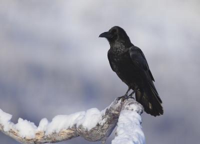 Raven in Snow
