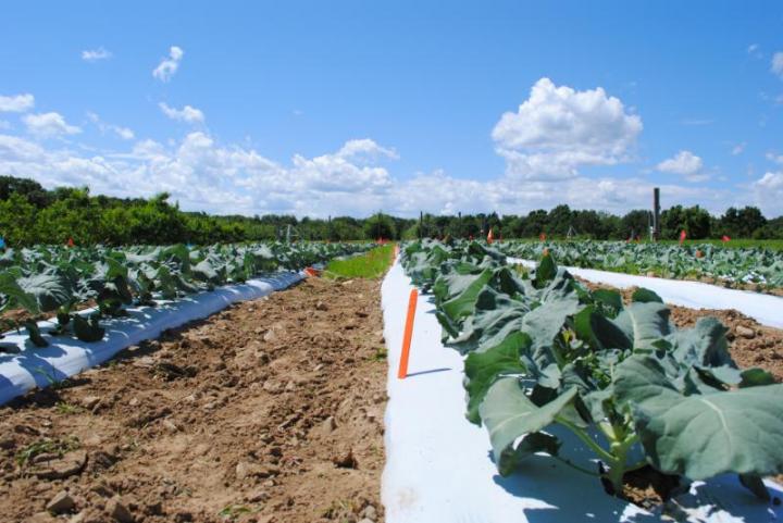 Living Mulch, Organic Fertilizer Tested on Broccoli