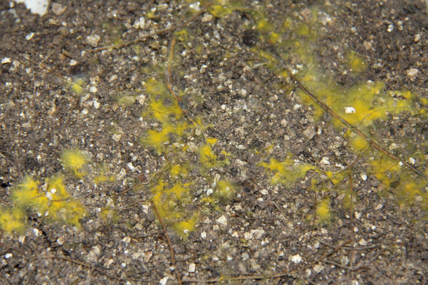 <i>Piloderma roceum</i> (1 of 2)
