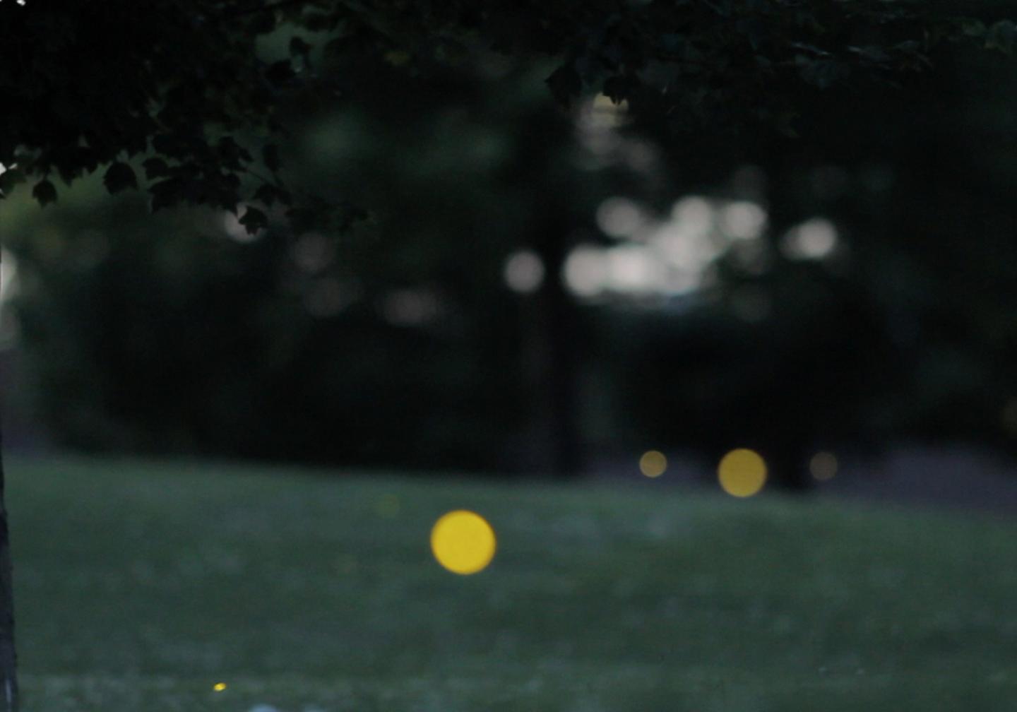How Do Fireflies Glow?