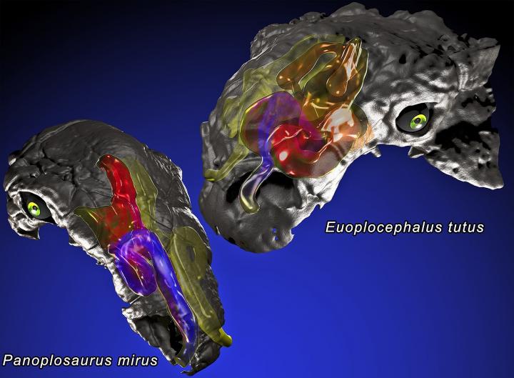 Panoplosaurus and Euoplocephalus Nasal Passages