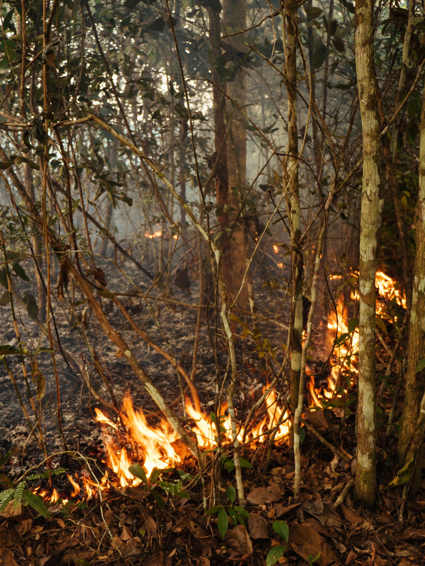 Fire in Amazon