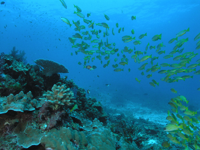 Reef with stony coral colony (Porites lutea) in the Andaman Sea off the west coast of Thailand.