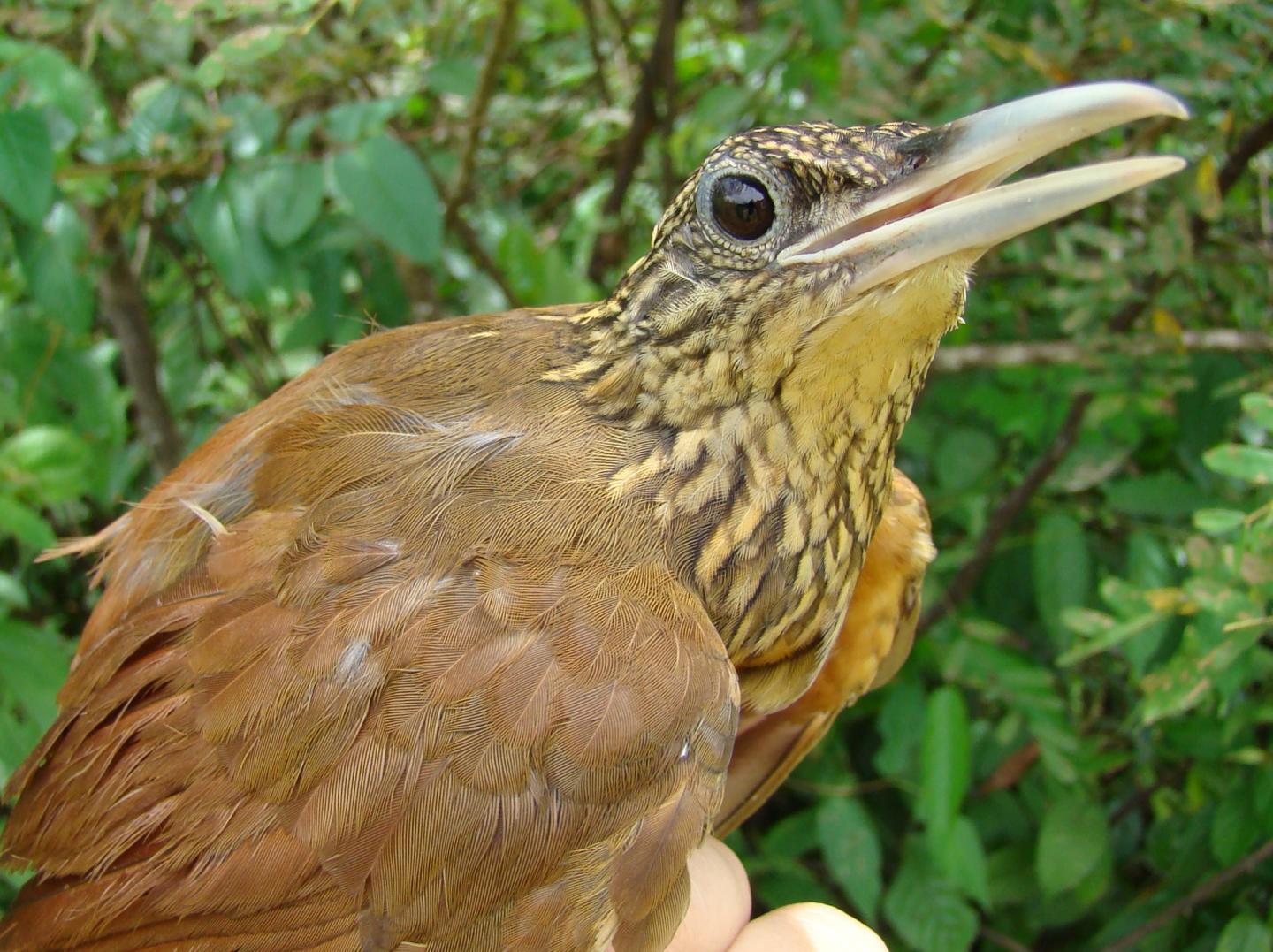 Paleoclimate Patterns Underpin Origin (and Extinction) of Amazonian Biodiversity (15 of 15)