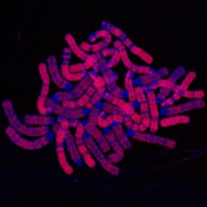 DNA Replication