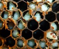 <i>Varroa</i> Mites in a Hive