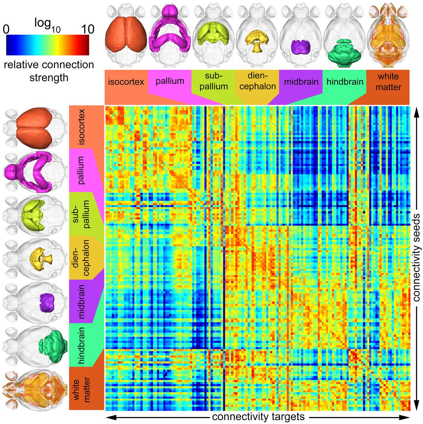 Mouse Brain Connectivity Matrix