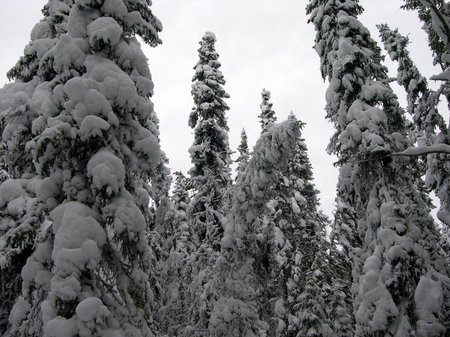 Eastern Black Spruce Trees May Be Resilient to Climate Change (5 of 6)