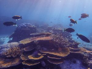 A group of parrotfish swimming in a reef composed of branching, table and massive corals in the Great Barrier Reef