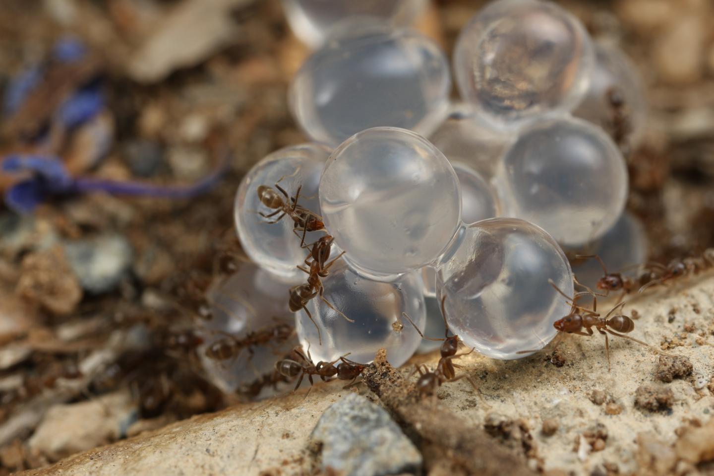 Ants on Hyrdrogel Bait-2