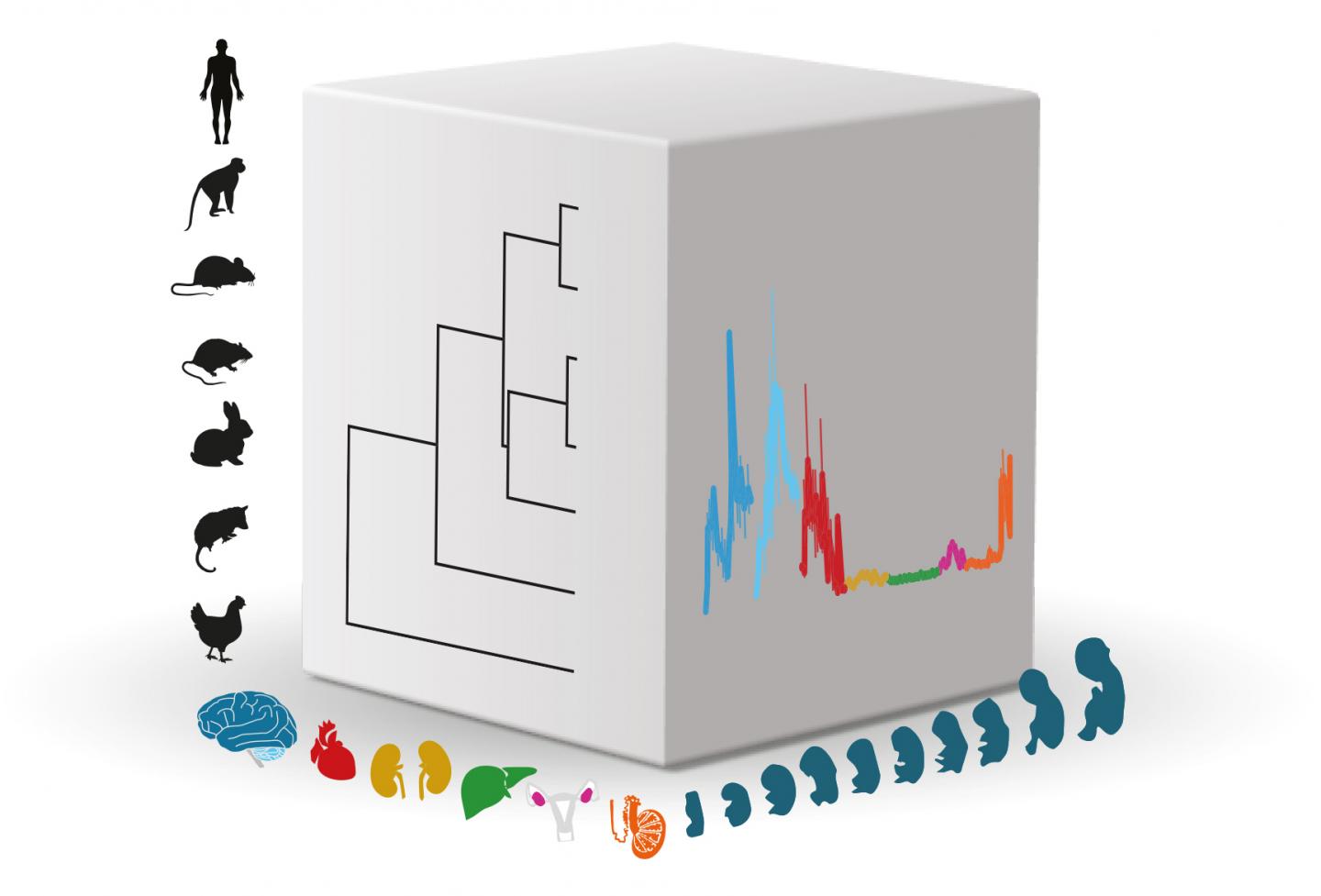 Mammalian Organ Development