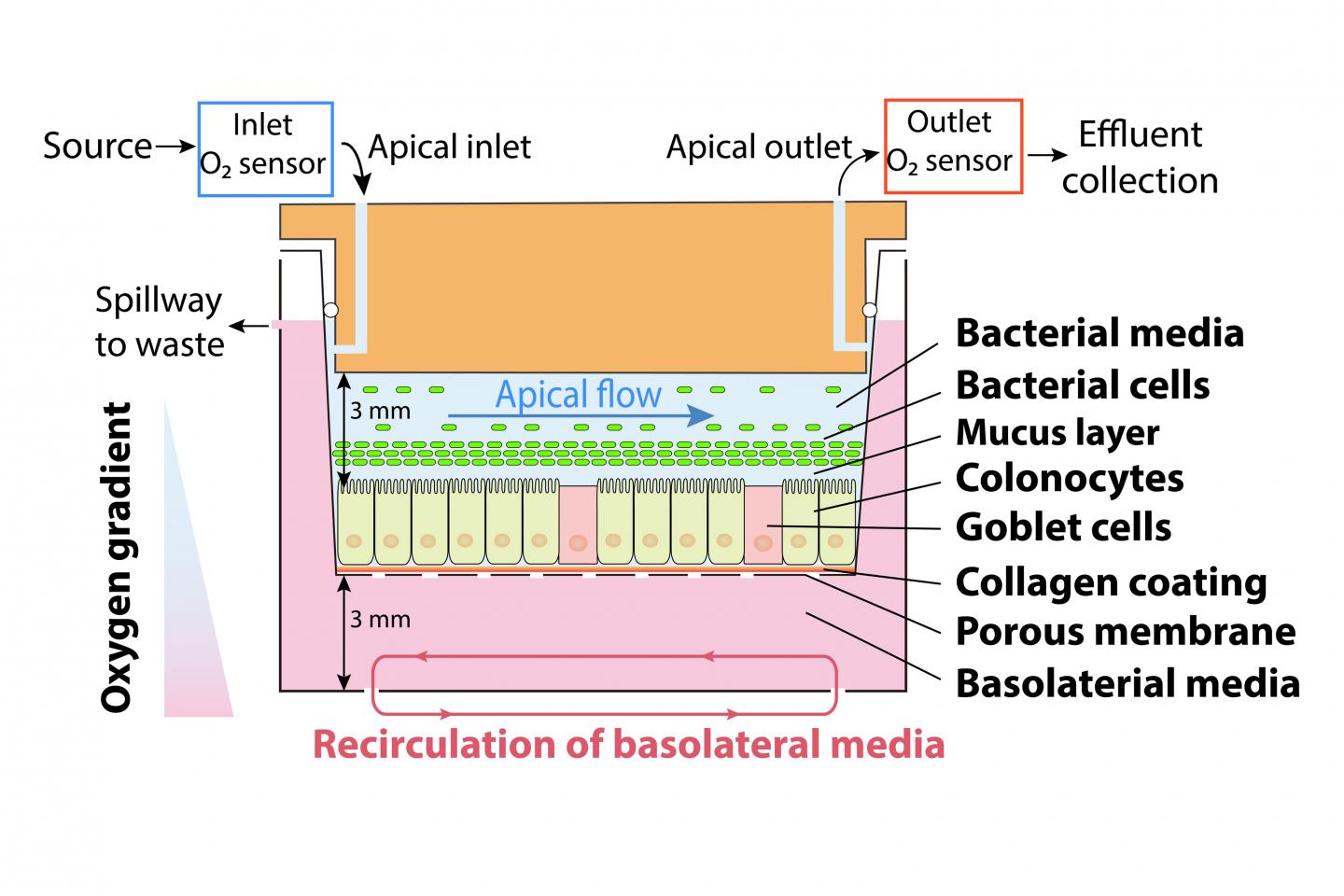 Device Schematic