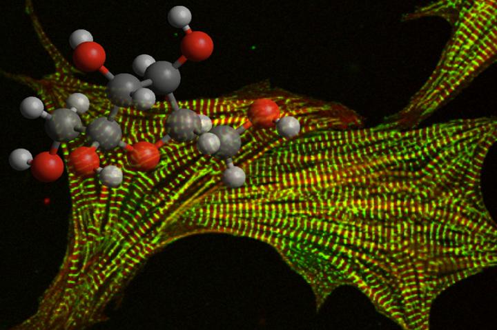 Vicious Circle of Fructose