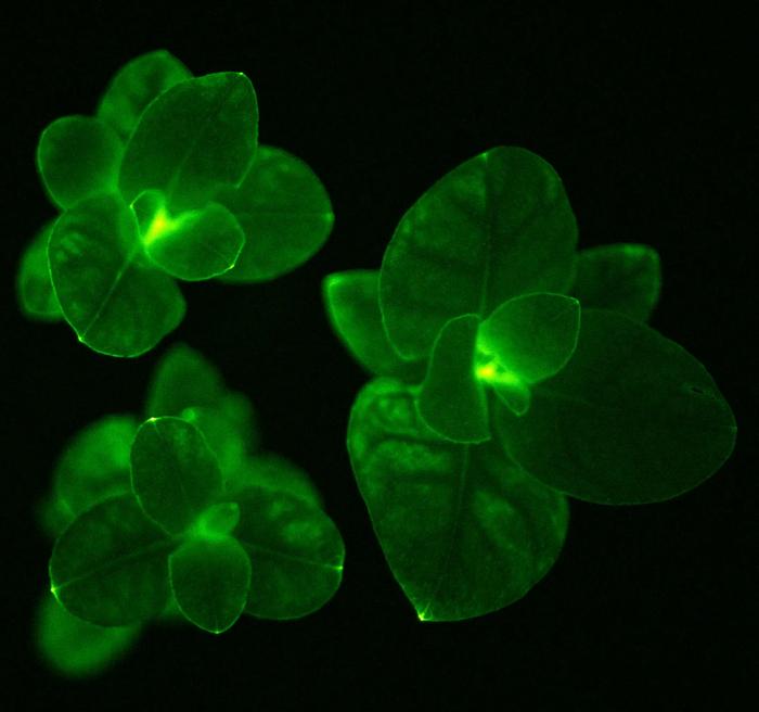 Glow in the dark Petunias