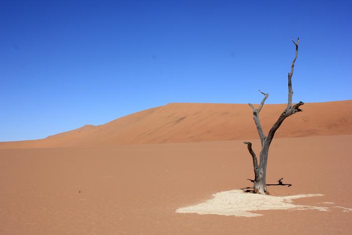 Dead Vlei