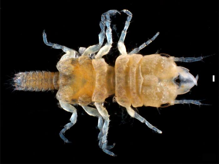 Scientists Discover New Isopod Species in the Florida Keys