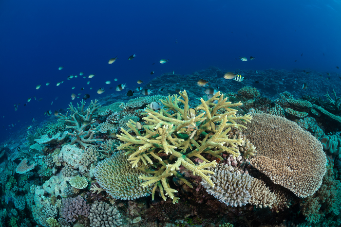 A healthy reef on the edge of the Northern Great Barrier Reef
