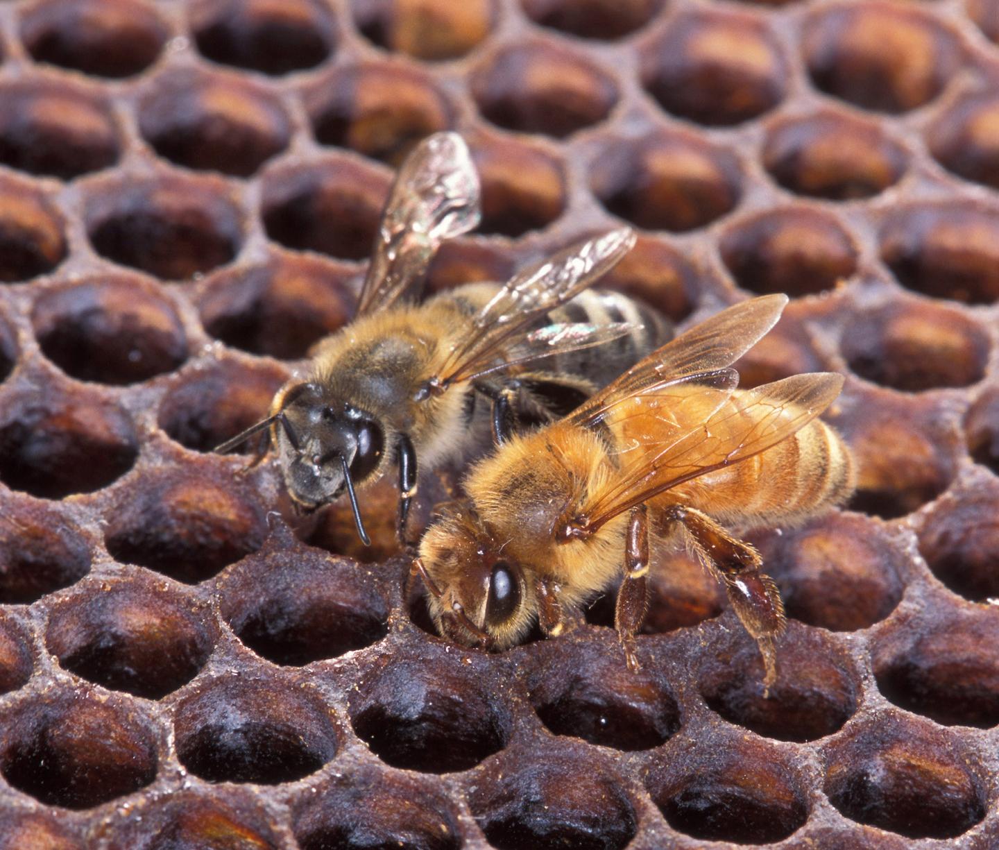 An African-European Hybrid Honey Bee (Left) and a European Honey Bee (Right)