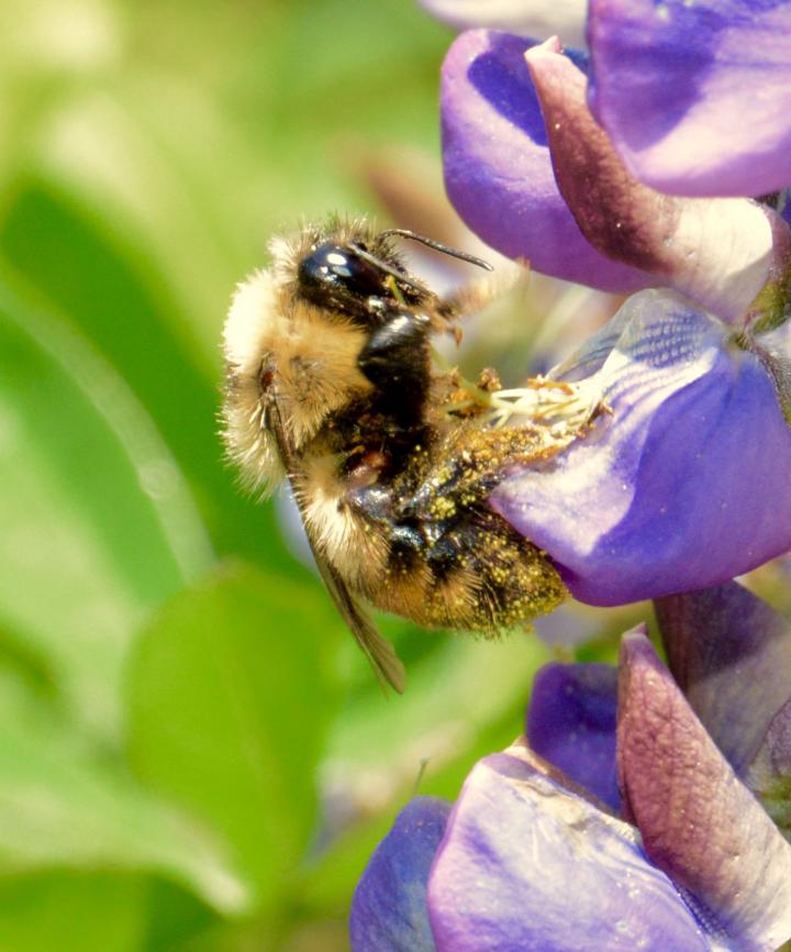 Climate Change: Compressing the Bumblebee Hom | EurekAlert!