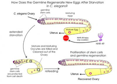 In Worms, Starvation Turns Back the Reproductive Clock (1 of 2)