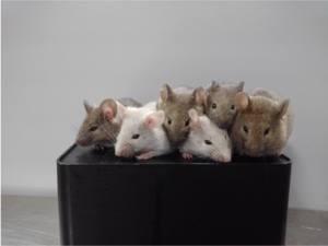 Viable mice from stem cells