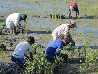 Collecting Mangrove Saplings