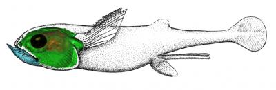 The Skull in the Fish