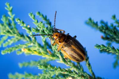 Saltcedar Leaf Beetle