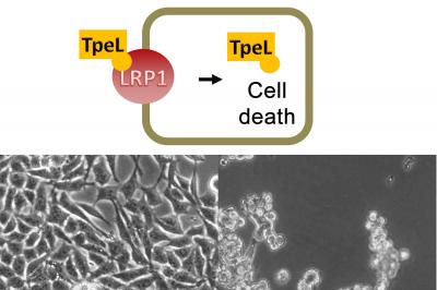 TpeL Toxin