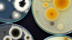 Bacteria in a petri dish