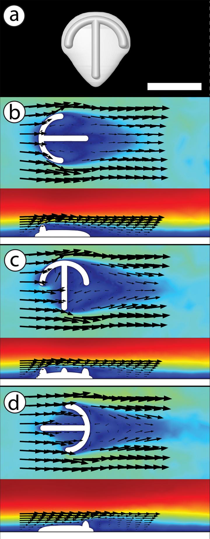 Computer Simulation of Water Flow around <em>Parvancorina</em>