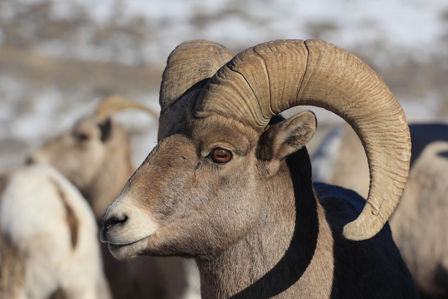 Bighorn Sheep