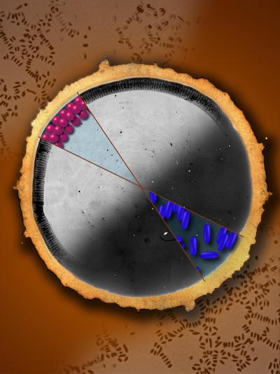 Shape of Particles in a Drop of Liquid
