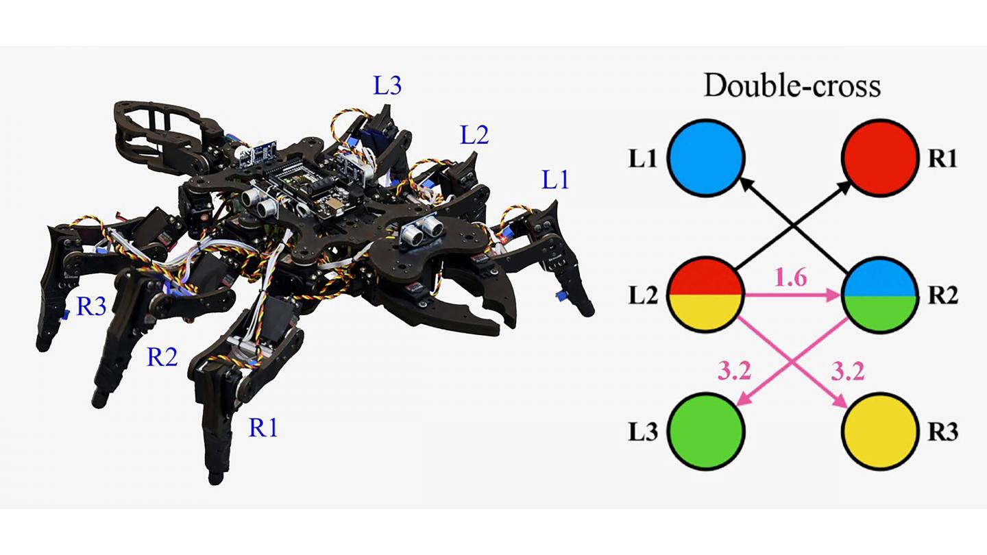 View of the experimental robot and coupling schemes for its gaits.