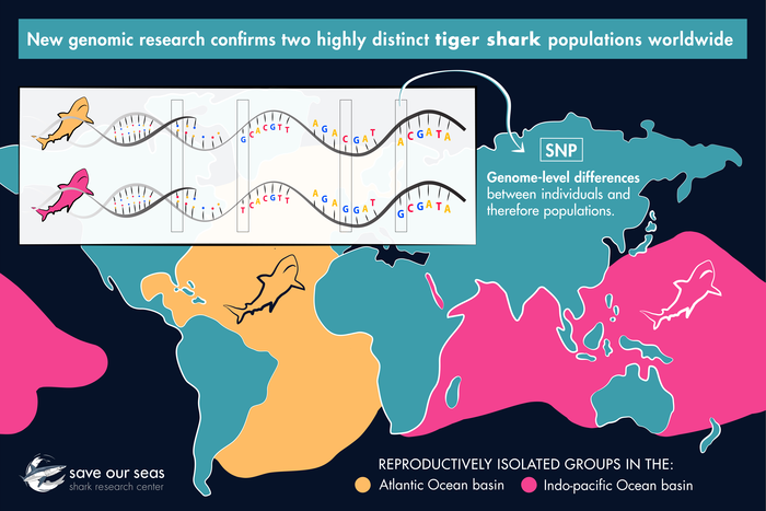 Tiger shark genomes reveal two distinct populations •