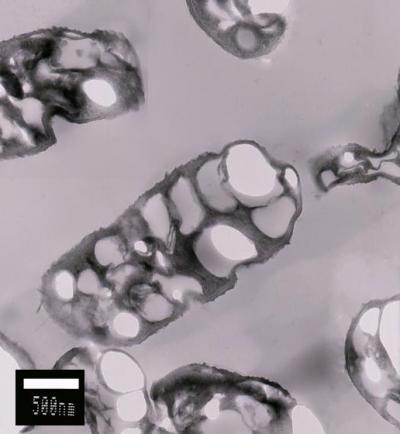 Inclusions of PHB in <i>Bacillus megaterium</i> Uyuni S29 Cells
