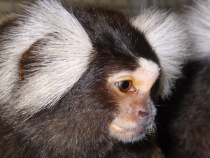 Common marmoset