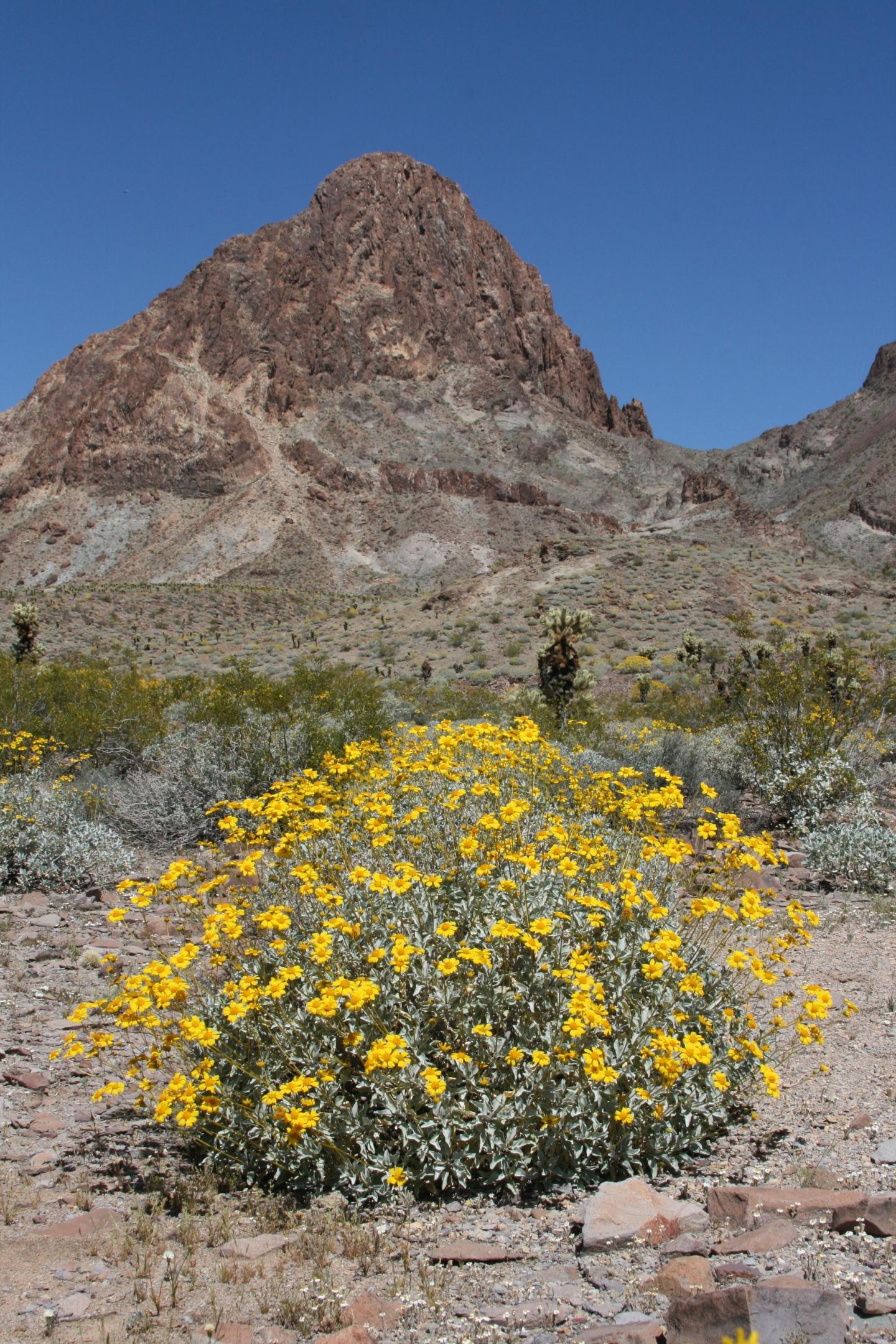 Encelia farinosa
