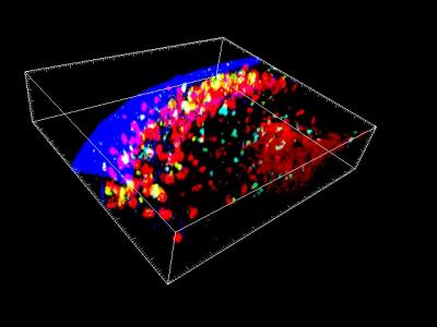A New Structure in the Immune System