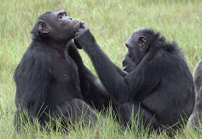 Chimpanzees in Gabon apply insects to wounds, a potential case of medication?