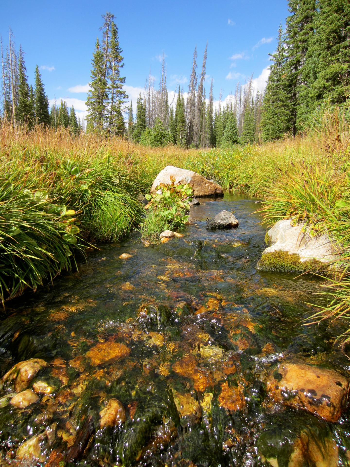 French Creek, Wyoming, USA [IMAGE] EurekAlert! Science News Releases