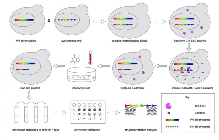 Heterozygous Diploid and Interspecies SCRaMbLEing
