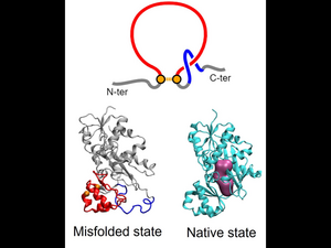 protein misfolding