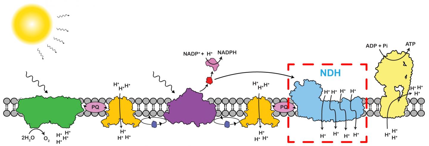 Cartoon Schematic of Electron Flow in Chloroplasts