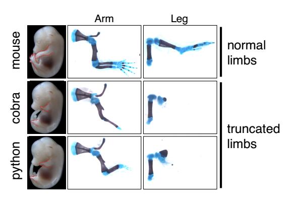 Mouse Embryos with Snake Genes