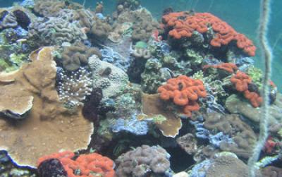 Corals around Palau's Rock Islands